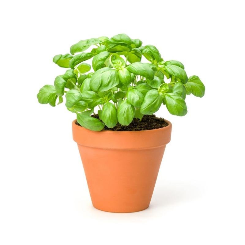 basil pot