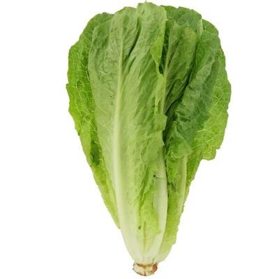 lettuce romaine